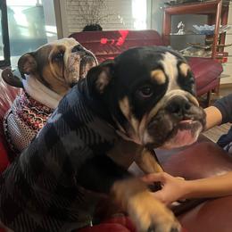 Bulldog Puppies from BUBBABULL