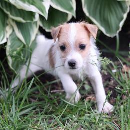 Carlisle - Tan and white male Jack Russell Terrier puppy in West Bend, Iowa from Blue Skies Terriers