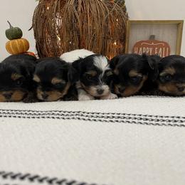 Yorkshire Terrier puppies from Janita's Yorkshire Terriers