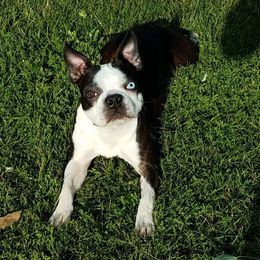 Mini girl - Boston Terrier