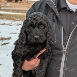 Silky - Black female Goldendoodle puppy in Vinton, Iowa from Doodles to Love