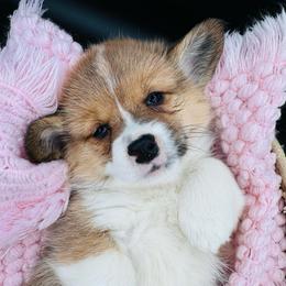 Female 2 - Red female Pembroke Welsh Corgi puppy in Hale, Michigan from All Hale Corgis