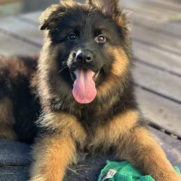 German Shepherd Puppies from Vom Hausgladfel