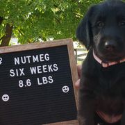 Nutmeg - Black Flat-Coated Retriever puppy in Stillwater, Minnesota from Whirlwind Flat-Coated Retrievers