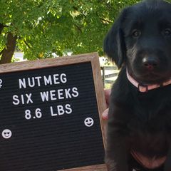 Nutmeg - Black Flat-Coated Retriever puppy in Stillwater, Minnesota from Whirlwind Flat-Coated Retrievers