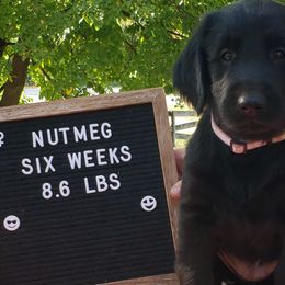 Nutmeg - Black Flat-Coated Retriever puppy in Stillwater, Minnesota from Whirlwind Flat-Coated Retrievers
