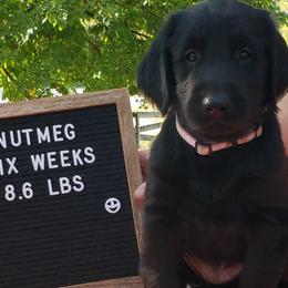 Nutmeg - Black Flat-Coated Retriever puppy in Stillwater, Minnesota from Whirlwind Flat-Coated Retrievers