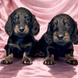 Brise - Black and tan female Dachshund puppy in Clever, Missouri from Autumn Breeze Dachshunds
