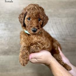 Jackie - Red  female Poodle puppy in Abilene, Texas from Mesquite Kennels