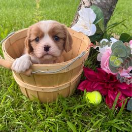 Blenheim Girl 1 - Blenheim female Cavalier King Charles Spaniel puppy in Raymondville, Missouri from Puppy PlayPen