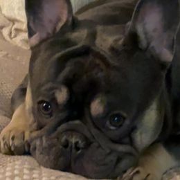 Storm - French Bulldog