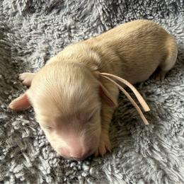 Girl 2 - Cream female Dachshund puppy in Eureka, California from Seaside Doxies
