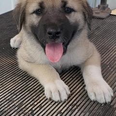 Anatolian Pyrenees and Cardigan Welsh Corgi Puppies from Cavalier Acres Farm