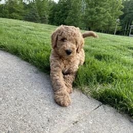 Goldendoodle Puppies from Hannah Mae Doodles