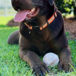 Labrador Retrievers from Paws by Grace Labradors