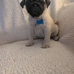 Pug Puppies from Lisa's Pugalicious Pugs