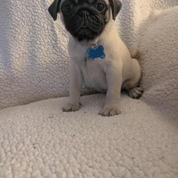 Pug Puppies from Lisa's Pugalicious Pugs