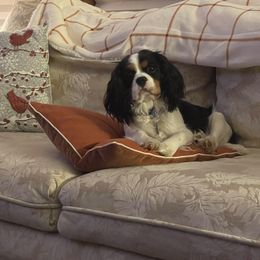 Bennie - Cavalier King Charles Spaniel