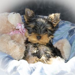 Rhodesian Ridgeback and Yorkshire Terrier Puppies from Rhoxwood Kennel