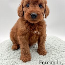 Fernando - Red  male Goldendoodle puppy in Sunman, Indiana from Brunsman Country Doodles LLC