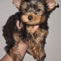 Brown - Black and gold male Yorkshire Terrier puppy in Gilbert, Arizona from Yorkie Your Soulmate Puppy