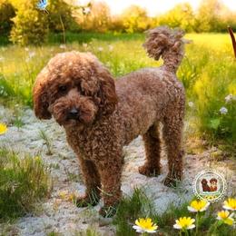 Emma - Poodle