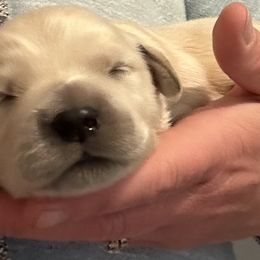Girl 2 - female Golden Retriever puppy in Vienna, Maine from France Family Goldens