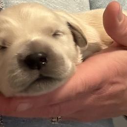 Girl 2 - female Golden Retriever puppy in Vienna, Maine from France Family Goldens