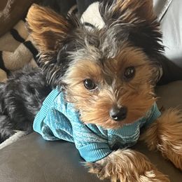 Yorkshire Terrier All Grown Up from Nikki’s Yorkies