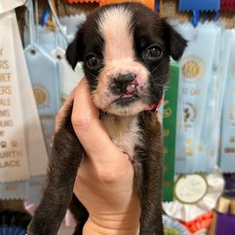 Kickin Roosters Katniss (Dk. Pink Collar) - Brindle female Boxer puppy in Alpine, New York from Kickin Rooster AKC Boxers