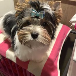 Biewer Terrier Puppies from Petit Bijou