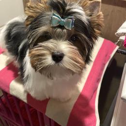 Biewer Terrier Puppies from Petit Bijou
