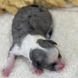 Charmayne - Blue merle female Aussiedoodle puppy in Arrington, Tennessee from Tumblin T Aussies and Aussiedoodles