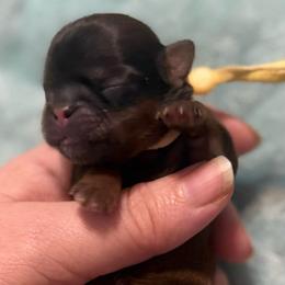 Yellow boy - Red male Shih Tzu puppy in Berkeley Springs, West Virginia from Sandridge Shih Tzus