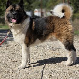 Amleth - Akita