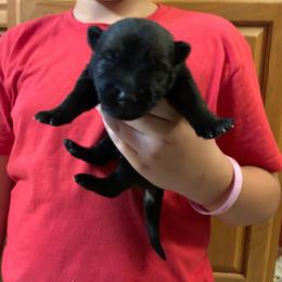 Male 2 - Sable male German Shepherd puppy in Effingham County, Illinois from Delaney Working Dogs