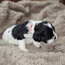 Cocker Spaniel Puppies from Allison Cocker Spaniel Pup's