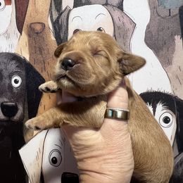 Boy 6 - male Goldendoodle puppy in Placerville, California from New Dawn Poodles and Doodles