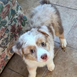 Sadie - Red merle female Australian Shepherd puppy in Grants Pass, Oregon from Carmel Mountain Aussies
