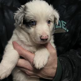 Fusion - Slate merle male Border Collie puppy in Memphis, New York from Dual Traxx Border Collies