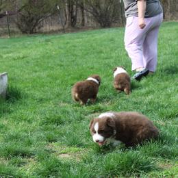 Australian Shepherd Puppies from Starlit Grove Australian Shepherds