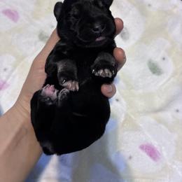 Mickey - Black and silver male Miniature Schnauzer puppy in Hedgesville, West Virginia from Clay Hill Kennels