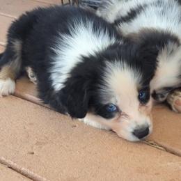 Bran - Black tri-color male Australian Shepherd puppy in Dulzura, California from Windsong Ranch Aussies