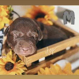 Black Male - Chocolate male Labrador Retriever puppy in Carrollton, Virginia from Southern Heritage Retrievers