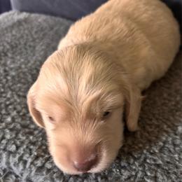 Abner - Cream male Dachshund puppy in Nampa, Idaho from 208 Wiener Wiggle Butts LLC