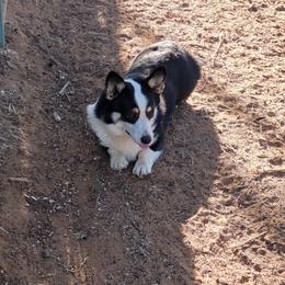 Roscoe - Pembroke Welsh Corgi