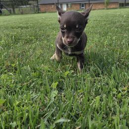 Puppy 1 - Chocolate brindled fawn Chihuahua puppy in Trout, Louisiana from Magnolia Farm's LLC