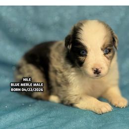 Nile - Blue merle male Australian Shepherd puppy in Bethany, Connecticut from Wynter Thyme Manor Australian shepherds
