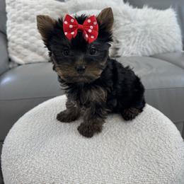 Princess Dark Chocolate Beauty - Black and tan female Yorkshire Terrier puppy in North Chelmsford, Massachusetts from Coastal Yorkshire Terrier Yorkies & Biewer Terriers