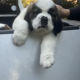 Girl 1 - Mahogany and white female Saint Bernard puppy in North Beach, Maryland from Mt.Harmony Saint Bernards